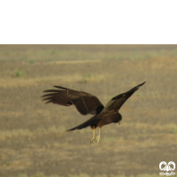 گونه سنقر تالابی Western Marsh Harrier